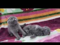 Üst düzey scottish fold bebekler