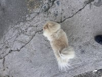Aşısı tam güzel pomeranian