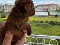 Tea cup toy poodle yavrular