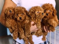 TOY POODLE KÖPEKLERİ İZMİR