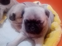 50 günlük pug yavrularımız sahiplendirilecektir