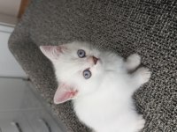 3 Aylık British Shorthair Dişi