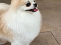1 Yaşında Sıfır Burun Party Colour Dişi Pomeranian