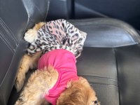 Tüm aşıları tam maltipoo