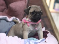 Üst düzey pug yavrumuz hazır