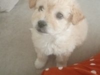 2 aylık dişi maltipoo köpeği