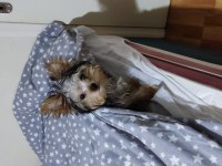 0 numara teacup yorkshire terrier