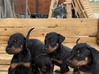A KALİTE DOBERMAN YAVRULARI