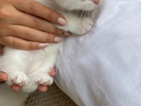 Chinchilla 5 haftalık yavru