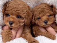 Safkan ve ırk garantili poodle yavrularımız