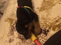 Aşıları tam rottweiler yavru