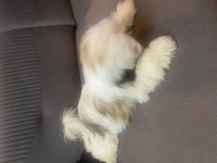 Shih tzu 4 aylık yavru