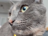 Russian blue scottish kırması dişi kedi