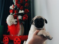 2 AYLIK EVİNİZE NEŞE GETİRİCEK ENERJİK PUG YAVRUSU