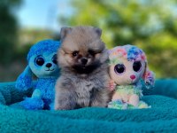 Neşe dolu Şecereli Tedyface Pomeranian Yavrularımız