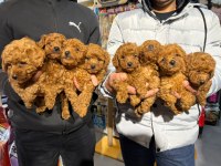 Sevgi Tadında Kore Toy Poodle Bebekler