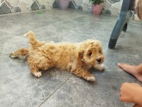 MALTİPOO DİŞİ YAVRU