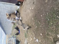 Anadolu çoban köpeği yavrularımız sahiplendirilecektir.