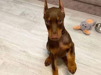 Saygın Doberman yavrular
