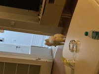 Erkek pomeranian 1 yaşında
