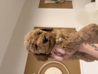 Aynı Anneden 3 Erkek Yavru Toy Poodle