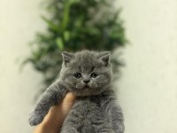 Güzeller Güzeli Brıtısh Shorthair Yavrularım
