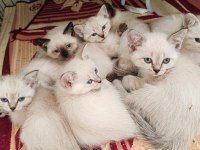 British shorthair Kahramanmaraş ve çevresi