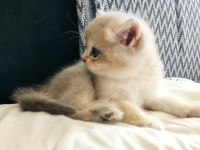 Safkan orjinal british shorthair yavrular