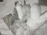 Scottish Fold Yavrular