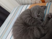 British shorthair 3 aylık