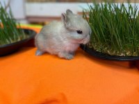 Hollanda Lop Cüce Tavşanlar