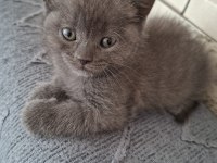 British shorthair 3 adet
