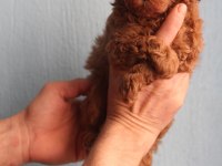 Toy poodle yavrular