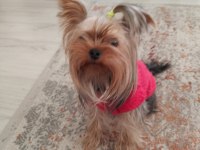 Yorkshire terrier çiftleştirmek için