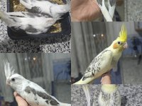 [Güncel] Evcil-Bilezikli Sultan Papağanı Yavruları