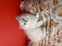 Dişi British Longhair Şecereli Yavrular
