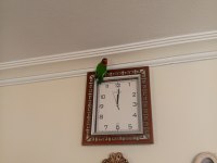 CENNET PAPAĞANI YAVRU ERKEK
