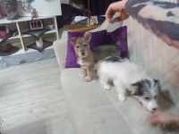 Köpeğimiz Cash yeni ailesini arıyor