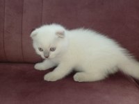 Sevimli scottish fold yavru kedicikler