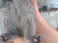 Safkan Scottish fold yavrularımız
