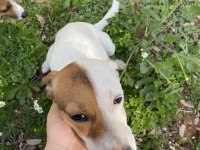 Korsan 8 aylık dişi jack russell