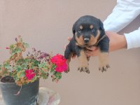 Koca Kafa Rottweiler Yavrular Mevcut
