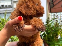 ANKARA NIN EN GÜZEL TOY POODLE YAVRULARI