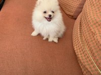 Pomeranian boo dişi kedimiz