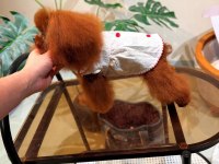 BU POODLE ANNENİN YAVRULARINDAN İSTEYEN YAZSIN