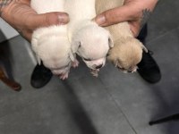 Orjinal chihuahua yavrular