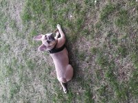 French bulldog sağlık sebeplerinden