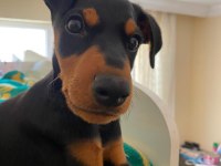 aşıları yapılmış doberman