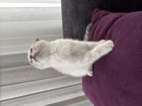 Pamuk Gibi Scottish Fold