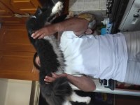 Harika bi yavru XXL iri cana yakın maine coon